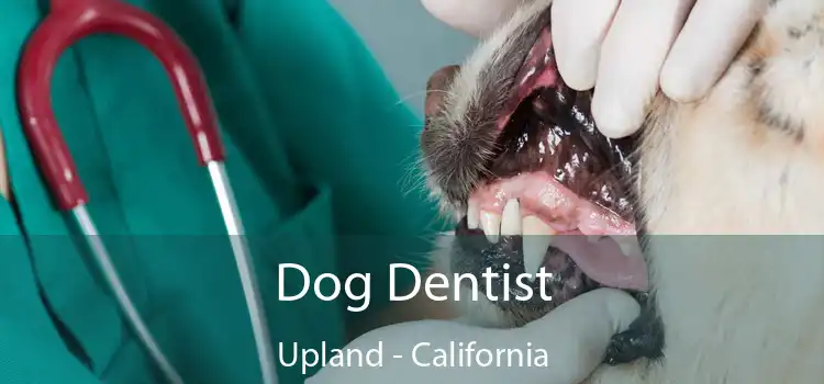 Dog Dentist Upland - California