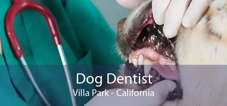 Dog Dentist Villa Park - California