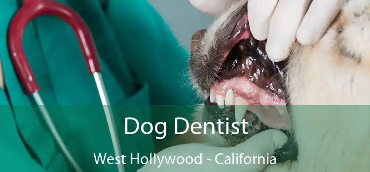 Dog Dentist West Hollywood - California