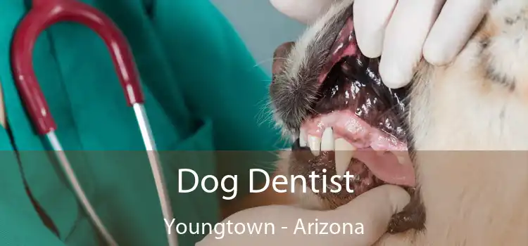 Dog Dentist Youngtown - Arizona