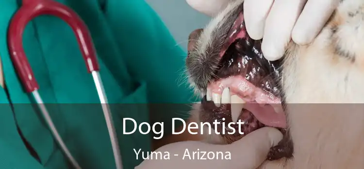 Dog Dentist Yuma - Arizona