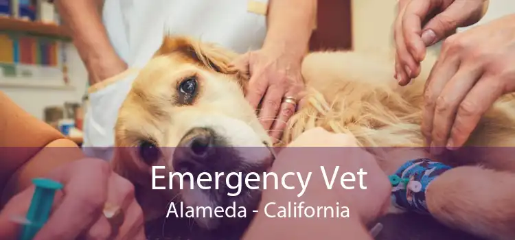 Emergency Vet Alameda - California