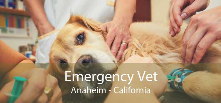 Emergency Vet Anaheim - California