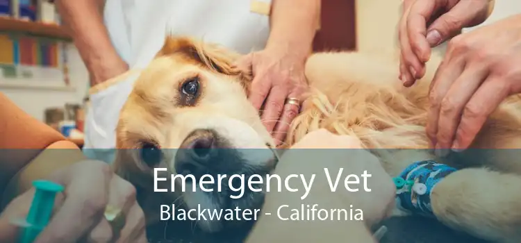 Emergency Vet Blackwater - California
