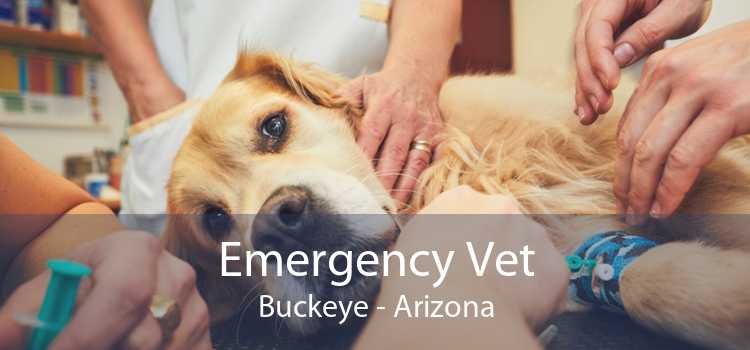 Emergency Vet Buckeye - Arizona