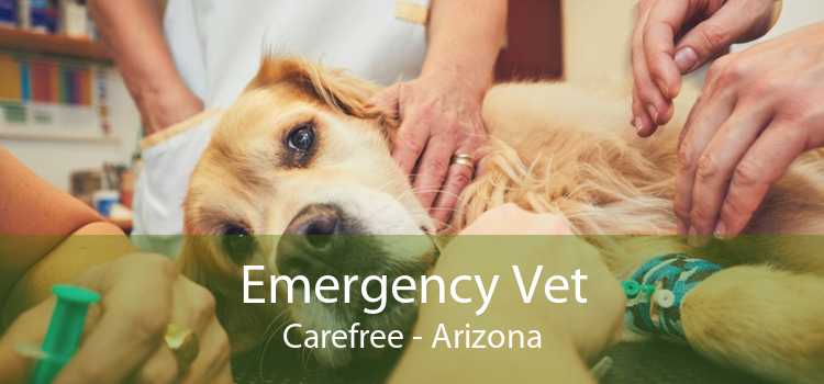 Emergency Vet Carefree - Arizona
