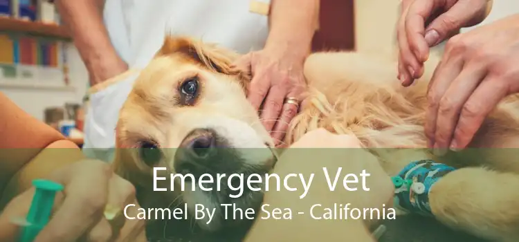 Emergency Vet Carmel By The Sea - California