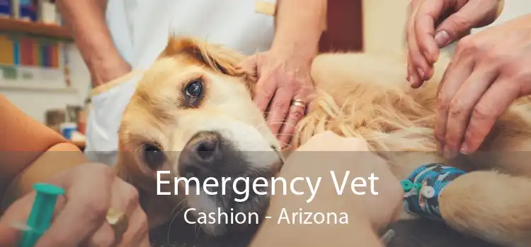 Emergency Vet Cashion - Arizona