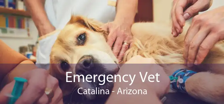 Emergency Vet Catalina - Arizona