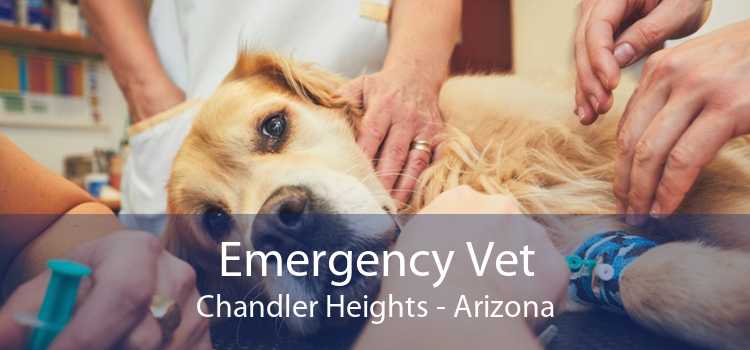 Emergency Vet Chandler Heights - Arizona