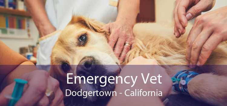 Emergency Vet Dodgertown - California