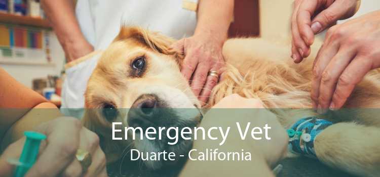 Emergency Vet Duarte - California