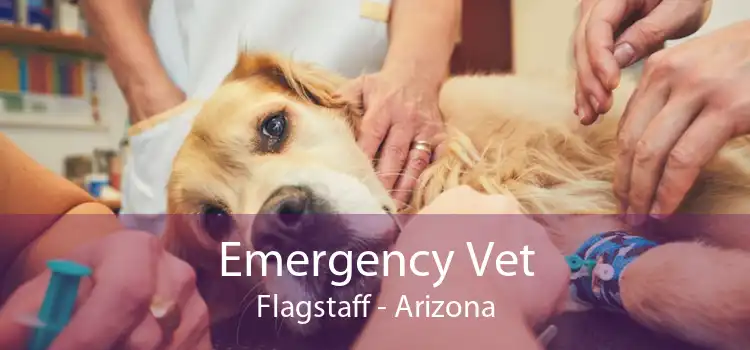 Emergency Vet Flagstaff - Arizona