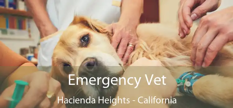 Emergency Vet Hacienda Heights - California