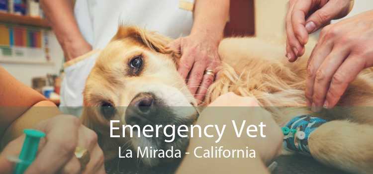 Emergency Vet La Mirada - California