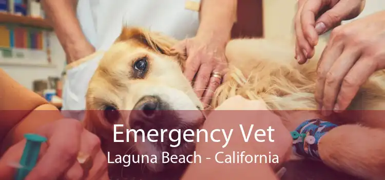 Emergency Vet Laguna Beach - California