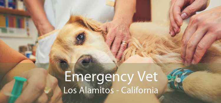 Emergency Vet Los Alamitos - California