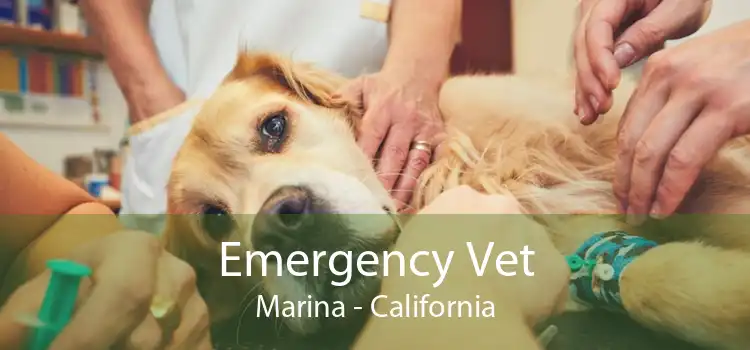 Emergency Vet Marina - California