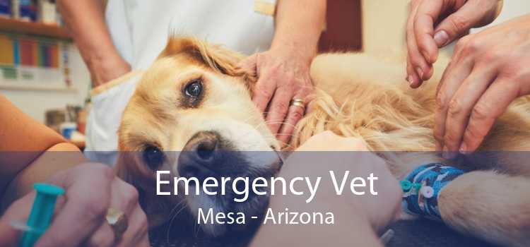 Emergency Vet Mesa - Arizona