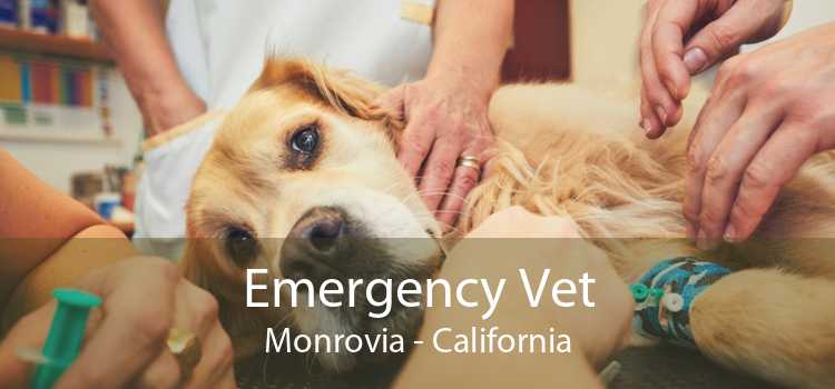 Emergency Vet Monrovia - California