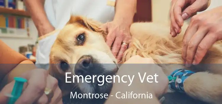 Emergency Vet Montrose - California