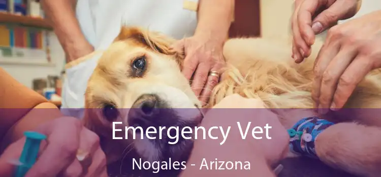 Emergency Vet Nogales - Arizona