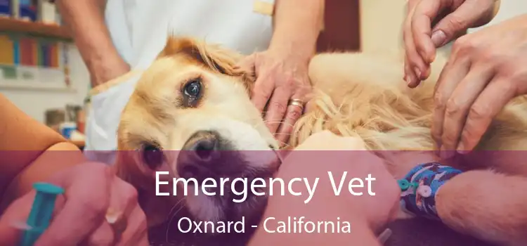 Emergency Vet Oxnard - California