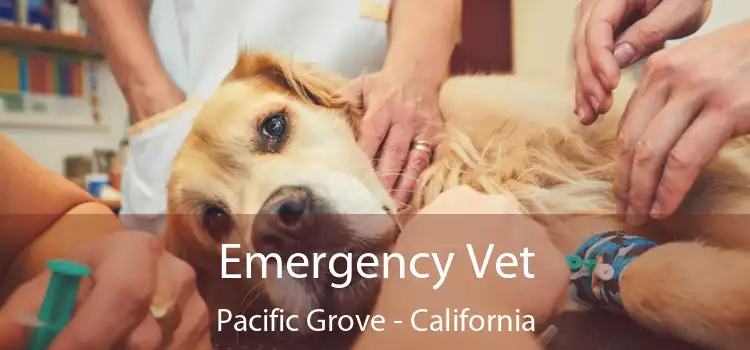 Emergency Vet Pacific Grove - California