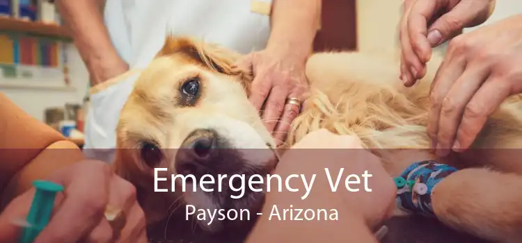 Emergency Vet Payson - Arizona