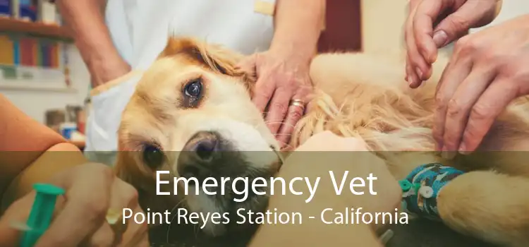 Emergency Vet Point Reyes Station - California