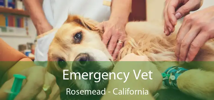 Emergency Vet Rosemead - California