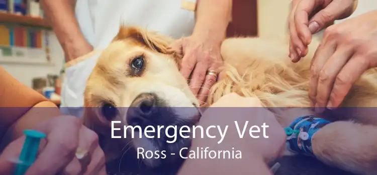 Emergency Vet Ross - California