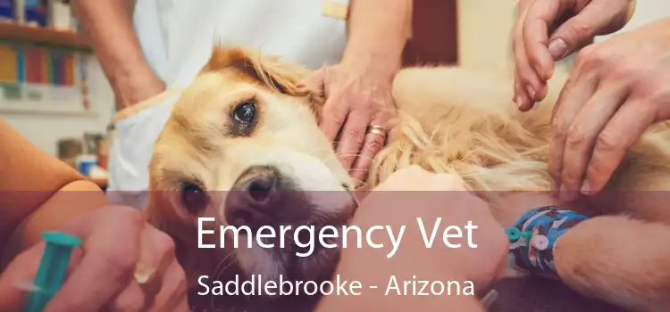 Emergency Vet Saddlebrooke - Arizona