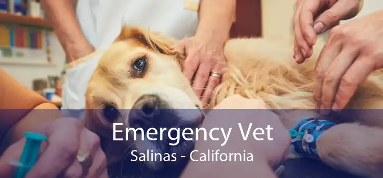 Emergency Vet Salinas - California