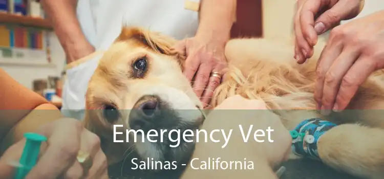 Emergency Vet Salinas - California