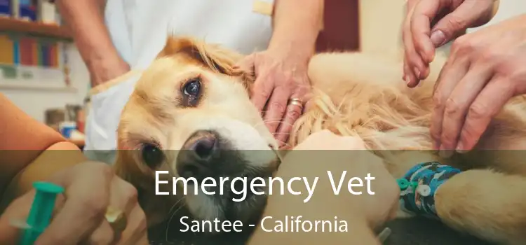 Emergency Vet Santee - California