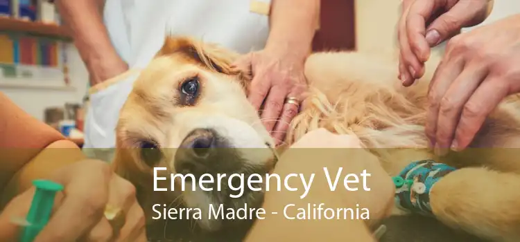 Emergency Vet Sierra Madre - California