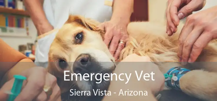 Emergency Vet Sierra Vista - Arizona