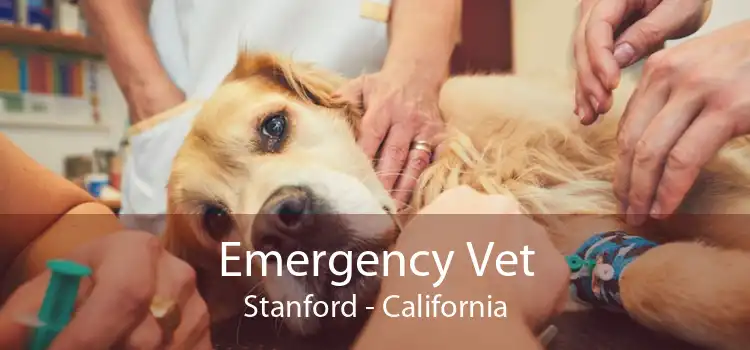Emergency Vet Stanford - California
