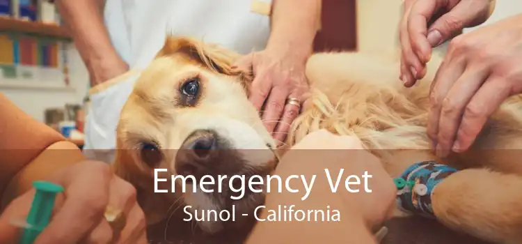 Emergency Vet Sunol - California