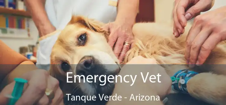 Emergency Vet Tanque Verde - Arizona