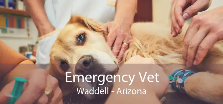 Emergency Vet Waddell - Arizona