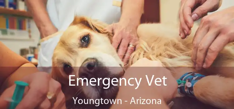Emergency Vet Youngtown - Arizona