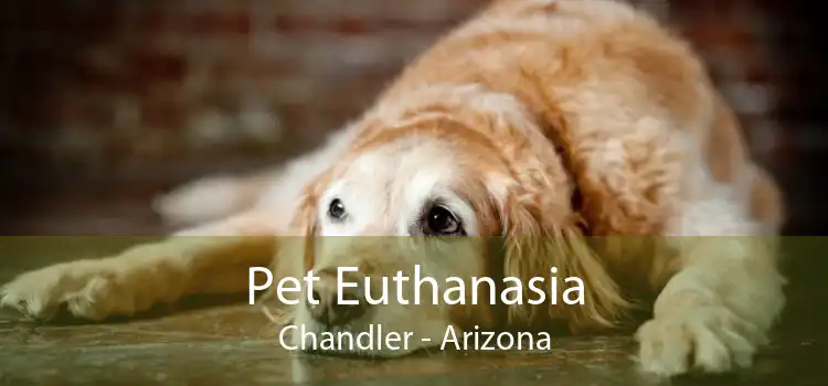 Pet Euthanasia Chandler - Arizona