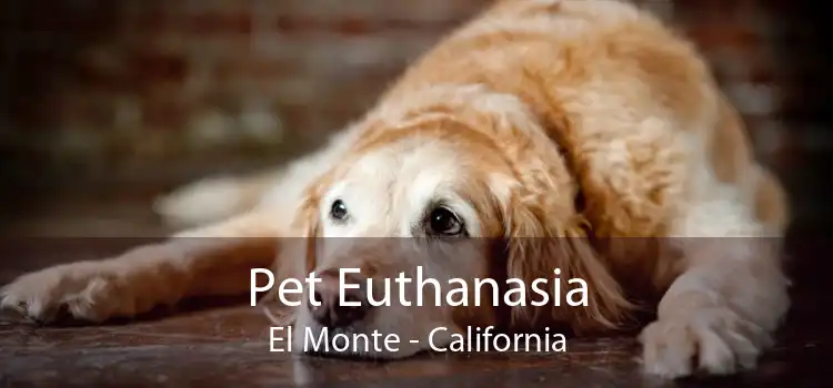 Pet Euthanasia El Monte - California