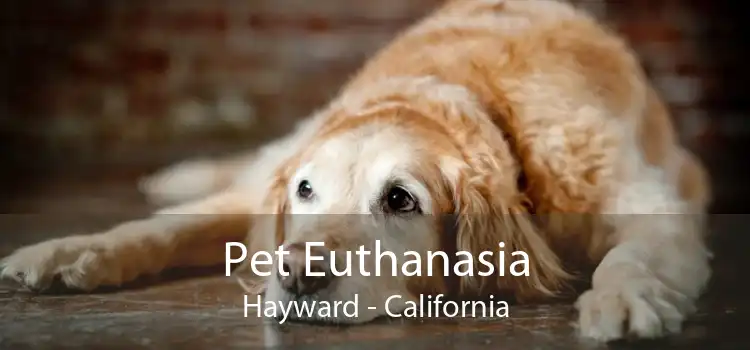 Pet Euthanasia Hayward - California