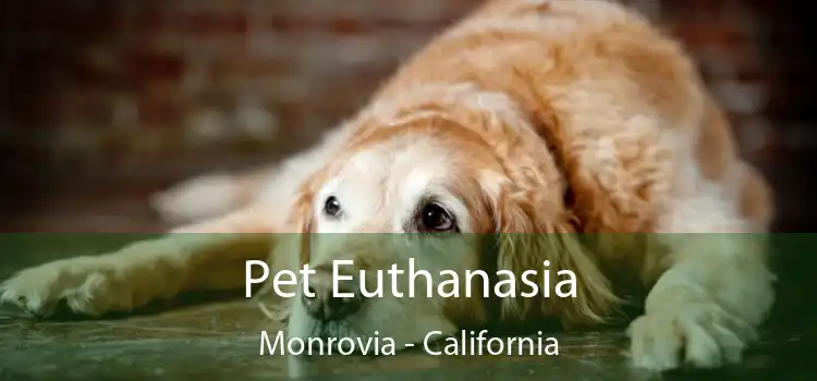 Pet Euthanasia Monrovia - California