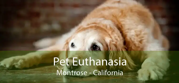Pet Euthanasia Montrose - California