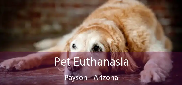 Pet Euthanasia Payson - Arizona