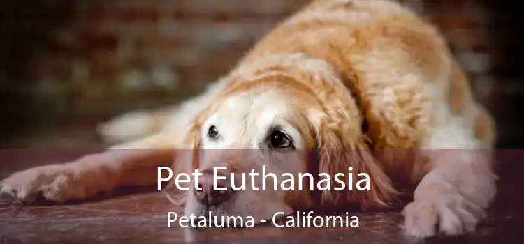 Pet Euthanasia Petaluma - California
